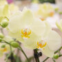Mexico orchidee geel